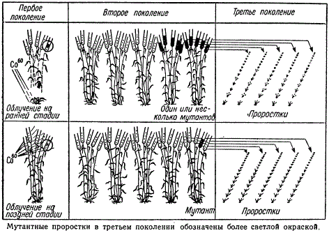 Схема генетического анализа мутаций, возникающих после облучения на разных фазах развитии растения