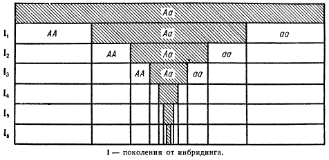 Движение популяции при инбридинге (динамика соотношения гомо- и гетерозигот яри расщеплении по одной паре аллелей)