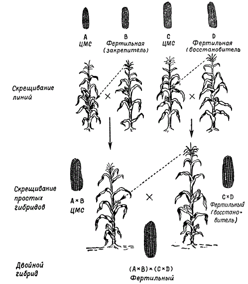 Схема получения двойных гибридов кукурузы с использованием цитоплазматической мужской стерильности