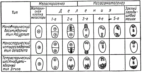 Типы развития зародышевых мешков