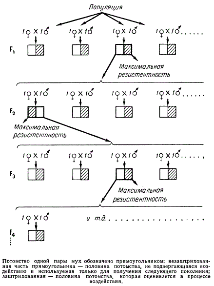 Схема сиб-селекции