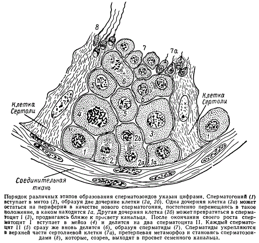 Сегмент стенки активного семенного канальца
