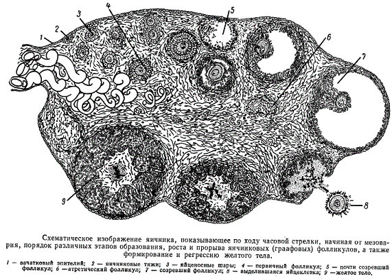 Схематическое изображение яичника