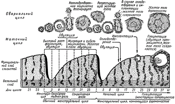 Изменения в эндометрии в течение обычного менструального цикла и последующего цикла, во время которого возникла беременность. Наверху изображены соответствующие по времени изменения в яичнике