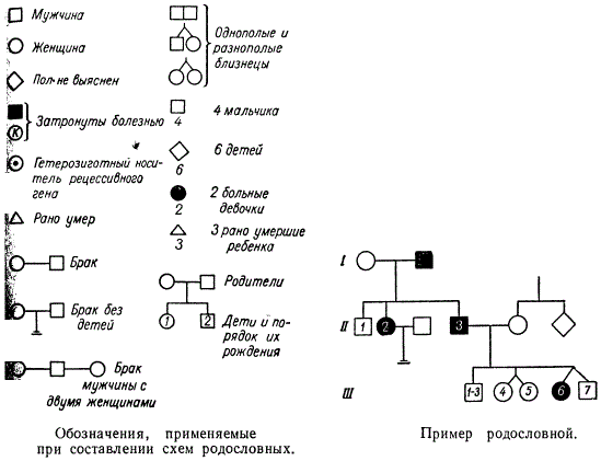 Условные обозначения в генеалогическом древе