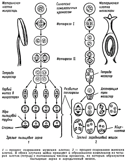 Схема спорогенеза и гаметогенеза у растений. Образование гамет половых клеток у растений. Спорогенез и гаметогенез у цветковых растений. Образование пыльцевого зерна у цветковых растений. Генеративная клетка пыльцевого зерна содержит