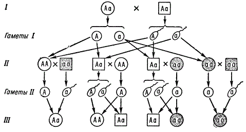 Схема родословной при рецессивном наследовании