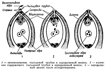 Схема двойного оплодотворения у растений
