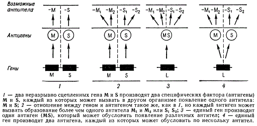 Четыре модели возможных соотношений между генами, антигенами и антителами