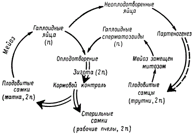 Жизненный цикл пчелы