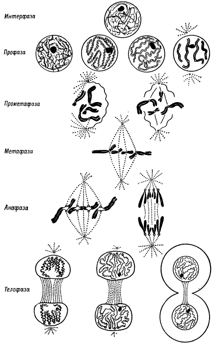 Схема фаз митоза в животной клетке