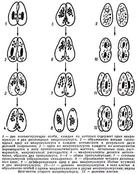 Половой процесс у Paramecium aurelia