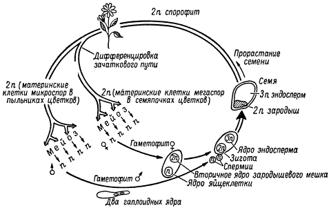 Жизненный цикл цветкового растения