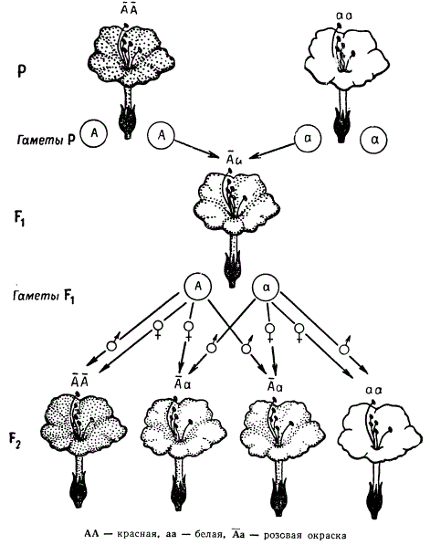 Наследование окраски цветков при неполном доминировании у Mirabilis jalapa