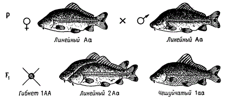 Наследование характера чешуйчатого покрова Cyprinus Carpio