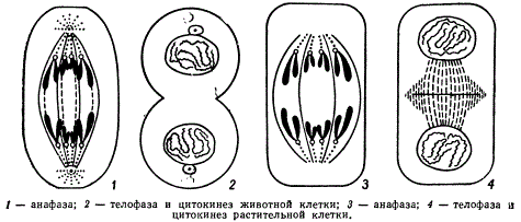 Схема цитокинеза животной и растительных клеток