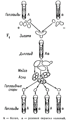 Тетрадный анализ наследования окраски колоний у Saccharomyces