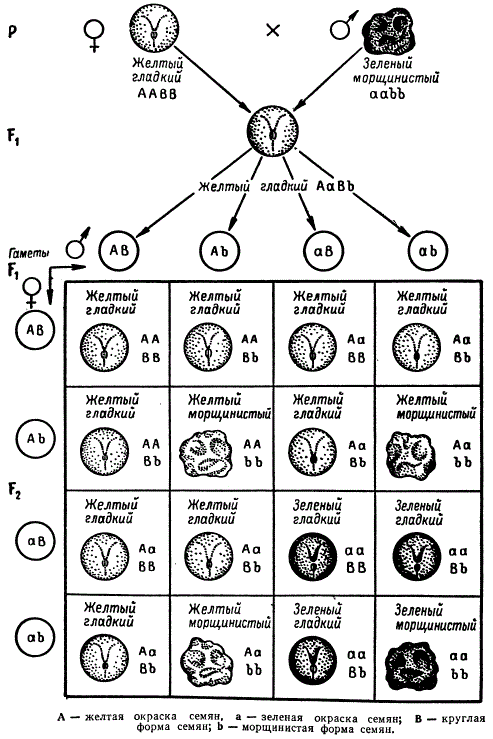 Генотип гороха с желтыми морщинистыми семенами. Схема дигибридного скрещивания гороха. Схема дигибридного скрещивания. Наследование признаков при дигибридном скрещивании. Схема наследования окраски и формы семян.