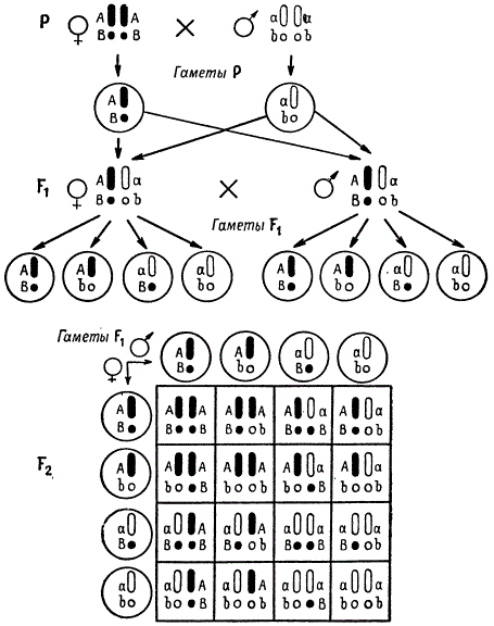 Поведение гомологичных хромосом при дигибридном скрещивании