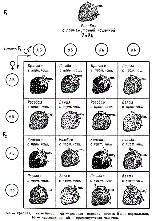 Форма чашечки у земляники. У земляники красные плоды и нормальная чашечка. Наследование окраски плодов тыквы. Наследование белой окраски плодов тыквы. Схема скрещивания ягод земляники.