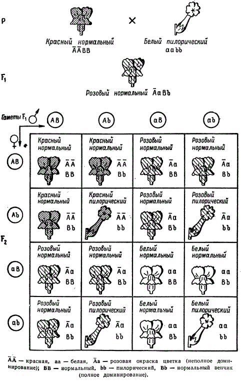 Наследование окраски и формы венчика у Antirrhinum majus при неполном доминировании в одной паре признаков