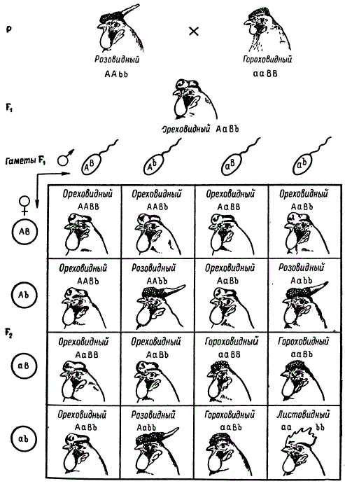 Наследование гребня у кур. Тип наследования гребня у кур. Наследование формы гребня у кур генетическая. Наследование формы гребня у кур.