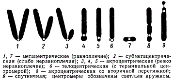 Какие типы хромосом вам известны. Типы метафазных хромосом. Типы хромосом акроцентрические. Строение и классификация хромосом. Метафазная акроцентрические хромосомы.