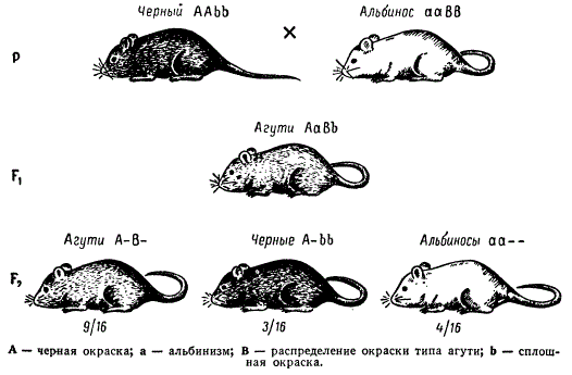 Наследование окраски у мышей при взаимодействии двух пар генов (комплементарность)