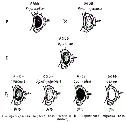Наследование окраски глаз у Drosophila при взаимодействии двух пар генов (комплементарность)