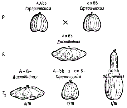 Наследование формы плода у Cucurbita pepo при взаимодействии двух пар генов (комплементарность)