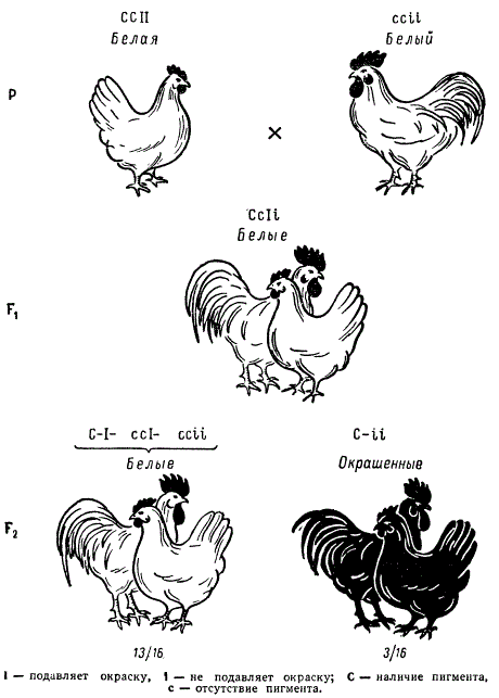Доминантные признаки у кур. Доминантный эпистаз курицы. Эпистаз окраска кур. Доминантный эпистаз окраска кур. Доминантный эпистаз у кур.