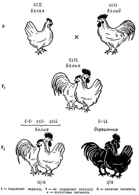Наследование окраски у кур при взаимодействии двух пар генов (эпистаз)