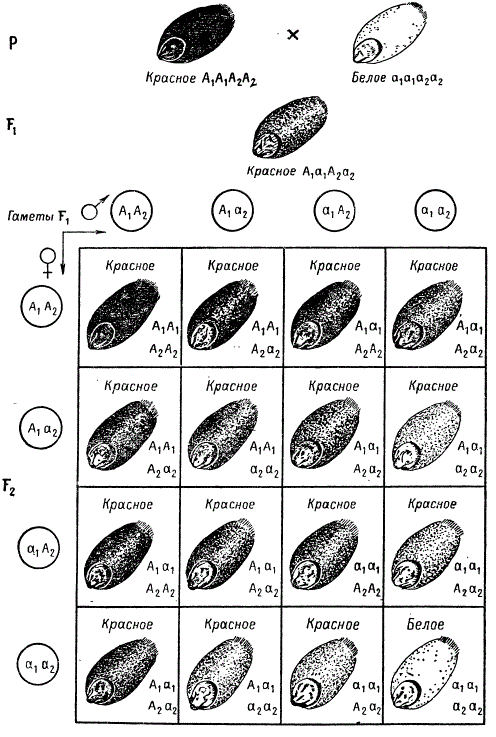 Наследование окраски зерна у Triticum при взаимодействии двух пар генов (полимерия)