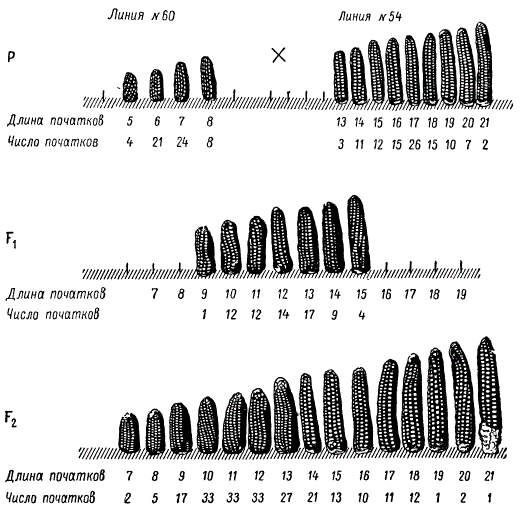 Наследование и изменчивость длины початков (в см) у Zea mays в F1 и F2