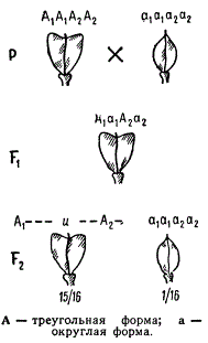 Наследование формы стручка у Capsella bursa pastoris при взаимодействии двух пар генов (полимерия)