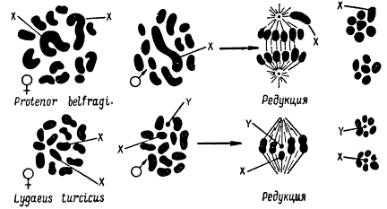 Хромосомные наборы самцов и самок и образование гамет гетерогаметным способом