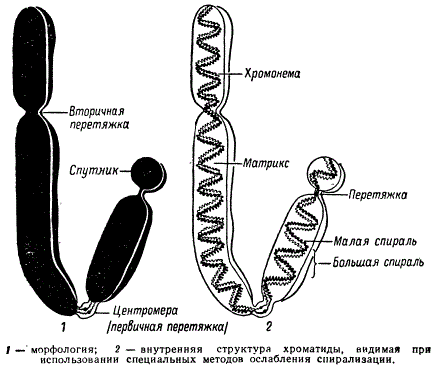Схема строения метафазной хромосомы
