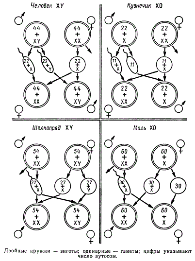 Схема различных типов хромосомного определения пола