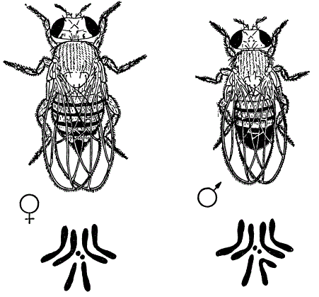 Внешний вид и хромосомные наборы (2n) самки и самца мухи-дрозофилы