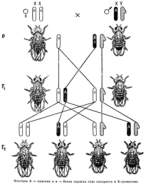 Наследование признаков, сцепленных с полом (окраска глаз) у мухи-дрозофилы