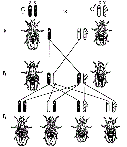 Наследование признаков, сцепленных с полом (окраска глаз) у мухи-дрозофилы. Реципрокное скрещивание