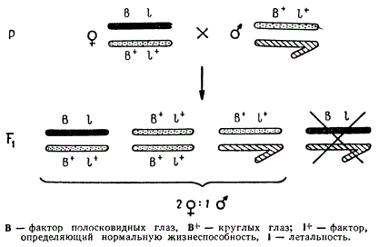 Наследование признаков, сцепленных с полом у мухи-дрозофилы