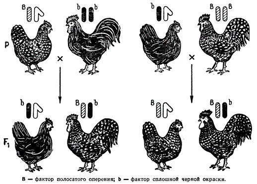 Наследование признаков, сцепленных с полом (окраска оперения) у кур