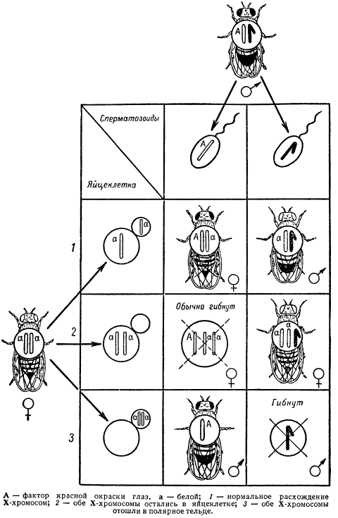 Наследование признаков, сцепленных с полом (окраска глаз) у мухи-дрозофилы в случае первичного нерасхождения Х-хромосом