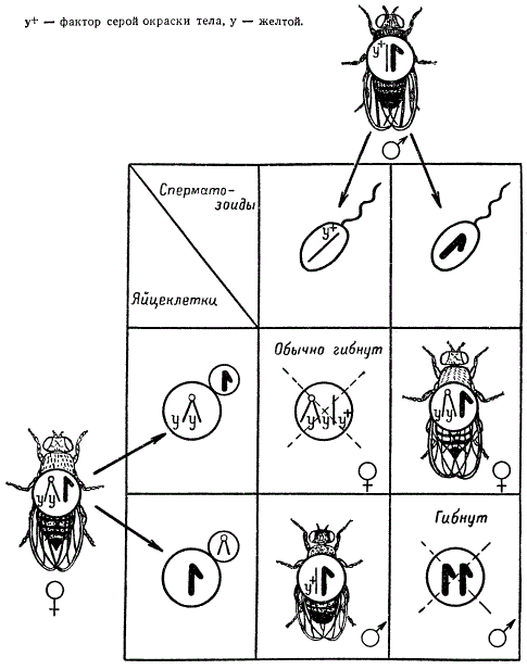 Наследование признаков, сцепленных с полом (окраска тела), у мухи-дрозофилы в случае сцепления Х-хромосом (double-yellow)