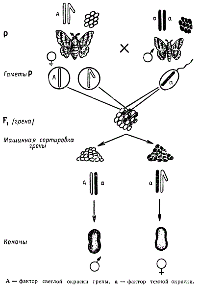 Схема наследования сцепленного с полом признака окраски грены с Bombyx