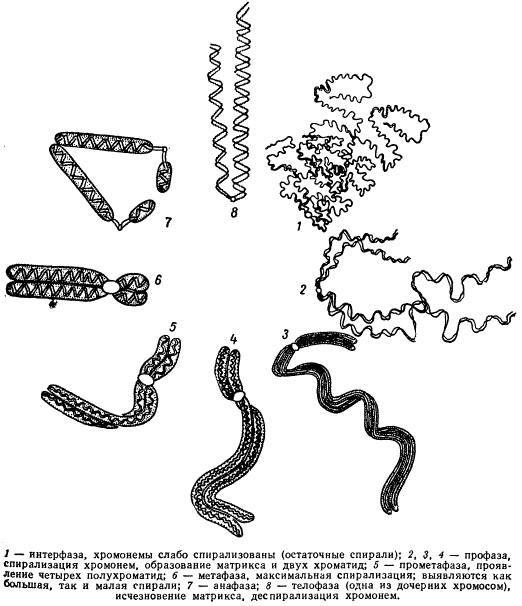 Схема спирализации хромонем в митотическом цикле