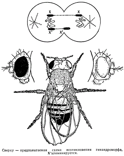 Латеральный гинандроморф мухи-дрозофилы