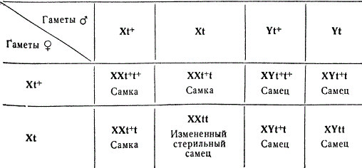 Пример расщепления по полу