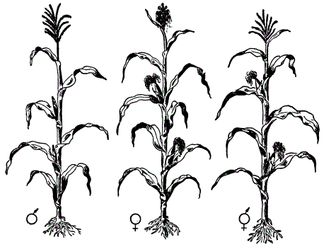 Мужское, женское и однодомное растения Zea mays